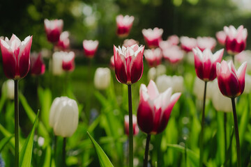 Dark pink tulips lit by sunlight. Soft selective focus. Fresh spring flowers in the garden with soft sunlight for your floral holidays card. Bright colorful tulip photo background. Growing flowers.