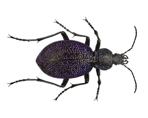 Beetle of Carabus scabrosus tauricus (Coleoptera: Carabidae). It is a subspecies of the beetle...
