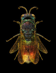 Metallic Cuckoo wasp of Palestine (Hymenoptera: Chrysididae) is an obligate brood parasite of...