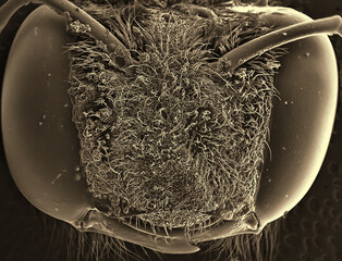 Bee. Head and eye. Electron microscope photos. Science