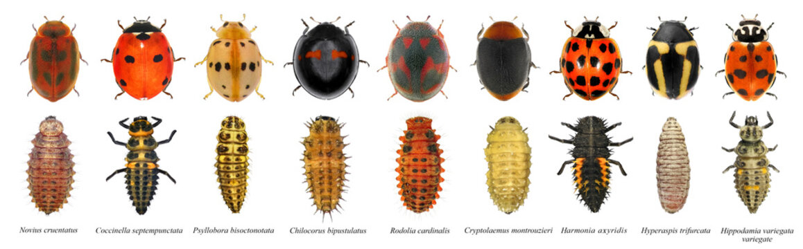 Ladybugs (ladybirds). Development stages. Isolated on a white background