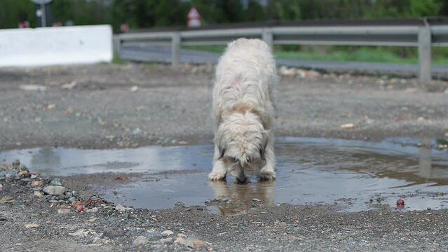 Stray dog stops to drink water from puddle. Broken chain around its neck
