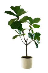 Green leaves tropical houseplant fiddle-leaf fig tree (Ficus lyrata) in small ceramic pot, ornamental tree isolated on white background, clipping path included.