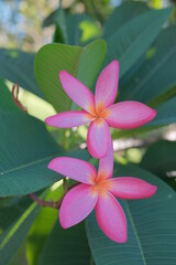 Fototapeta na wymiar Pink Star Flower
