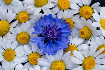 delicate daisies and cornflower, place for text, copy space