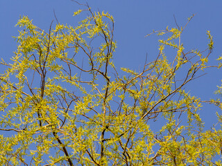 Early spring leaves on Black Willow trees at Arley hall, Cheshire, UK