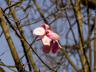 Saucer magnolia in springtime at Arley hall, Cheshire, UK