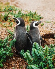 Penguins in Patagonia