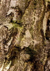 Rough bark on silver birch tree at Arley hall, Cheshire, UK