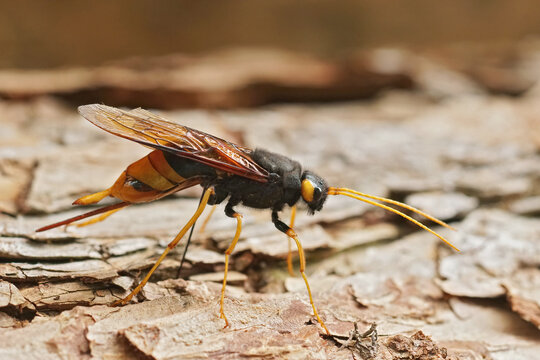 Closeup on the colorful giant horntail woodwasp, Urocerus gigas sitting on a piece of wood