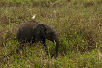 Naklejka na ściany i meble A wild juvenile tusker asiatic elephant at grassland selective focus.