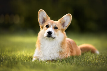 red and white corgi dog lying down on grass in summer