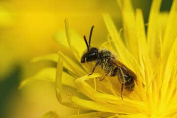 Closeup on a male Mining Bee, Andrena fulvago , sitting in a yellow rough hawksbeard, Crepis biennis, flower