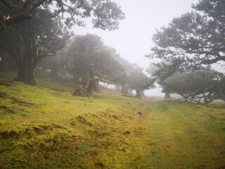 Alte Bäume im Nebel