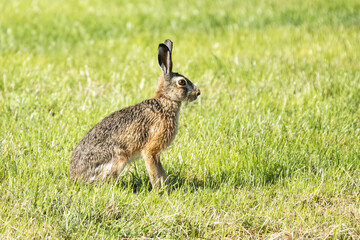 Close up of a hare or European hare, Lepus europaeus, ready to take flight with eye focused on photographer against background of juicy green grass