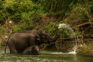 An mother elephant enjoying bath with her baby in river at Garumara National park, West Bengal, India..