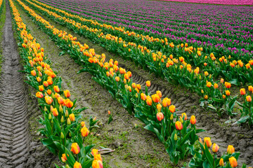 Tulips - Washington
