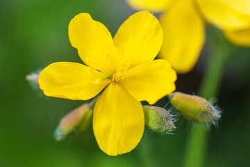 Bright yellow Celandine Poppy, on a green leafy background. Stylophorum diphyllum are beautiful wildflowers