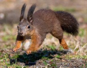 Naklejka na ściany i meble a close-up with a squirrel on the run