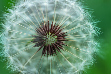 Closed Bud of a dandelion. Dandelion white flowers in green grass. High quality photo