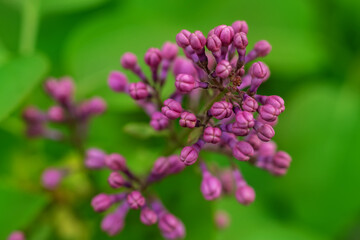 Blooming varietal selection two-tone lilac Syringa. The Sort Of Sensation.