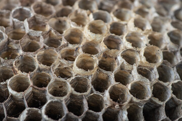 Old wasp nest with honeycombs close up.