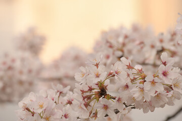 japan sakura  cherry blossom flowers in spring season  - 508059407