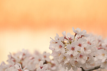 japan sakura  cherry blossom flowers in spring season  - 508059408