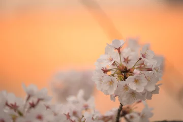 Fotobehang japan sakura  cherry blossom flowers in spring season  © aon168