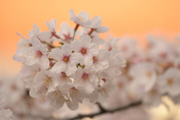 japan sakura  cherry blossom flowers in spring season  - 508059410