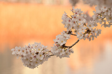 japan sakura  cherry blossom flowers in spring season  - 508059411