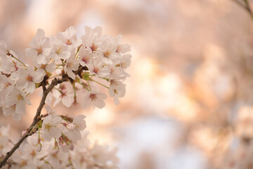 japan sakura  cherry blossom flowers in spring season  - 508059412