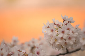 japan sakura  cherry blossom flowers in spring season  - 508059413