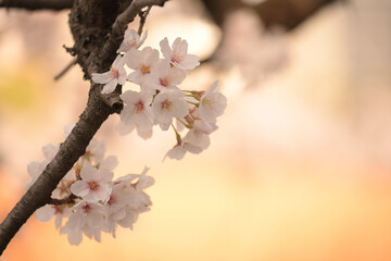 japan sakura  cherry blossom flowers in spring season  - 508059415