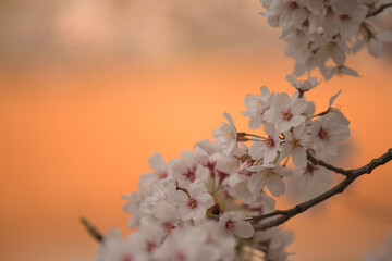 japan sakura  cherry blossom flowers in spring season 