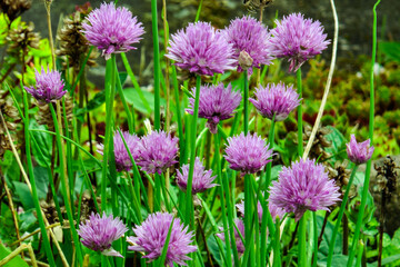 a colony of purple flowers of a round shape growing on the ground in the grass