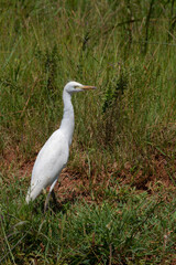 Cattle egret in the Rietvlei nature Reserve