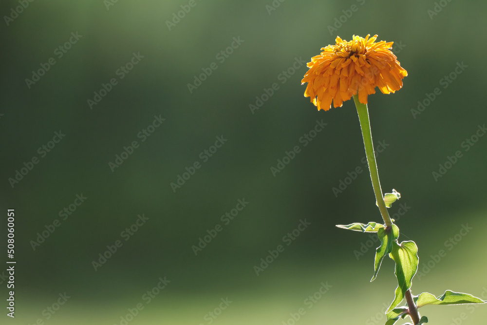 Wall mural Orange zinnia flower bloom on blurred background for annual garden during summer concept. - Wall murals