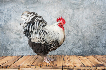 Chicken have red comb. Silver Orpington rooster stand on a wooden floor and background bare plaster or loft style. - Powered by Adobe