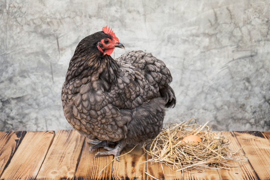 Laying hens Blue australorp chicken with an egg in a straw on a wooden floor and background bare plaster or loft style.