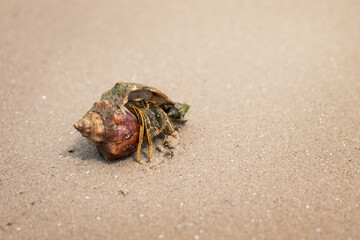 Saltwater Hermit Crab Orange striped on wet beach with copy space sand background.