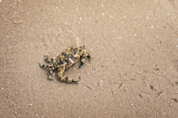Little crab and footprints walking on wet beach with copy space sand background.