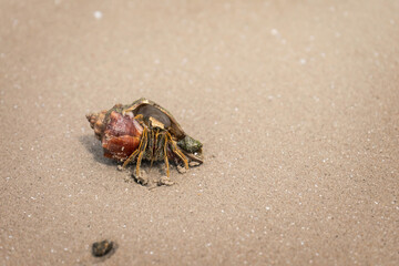 Saltwater Hermit Crab Orange striped on wet beach with copy space sand background.