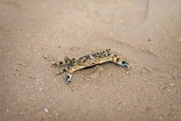 Little crab threaten to fight with claws for self defense on wet beach.