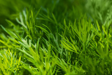 Fresh green dill background. fresh green dill texture.