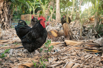 The happiness of a flock of chicken family in the banana plantation with a leader black australorp...