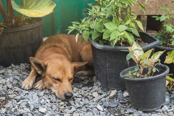 An orange dog sleeping on the cobbled ground in a backyard surrounded by potted plants. for avoid...
