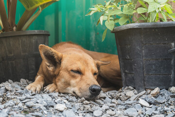 An orange dog sleeping on the cobbled ground in a backyard surrounded by potted plants. for avoid...