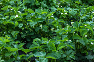 Flower beds of strawberries. Farmer is watering strawberries in the field, agriculture concept.