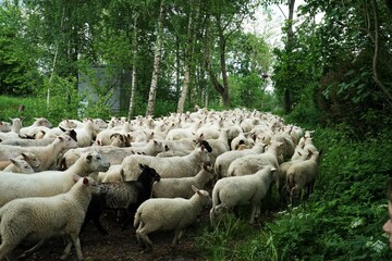 Large flock of sheep runs on the road in summer 